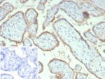 IHC staining of FFPE human placental tissue with HCG-alpha antibody (clone hCGa/7873). Inset: PBS used in place of primary Ab (secondary Ab negative control). HIER: boil tissue sections in pH 9 10mM Tris with 1mM EDTA for 20 min and allow to cool before testing.