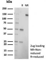 SDS-PAGE analysis of purified, BSA-free HCG-alpha antibody (clone hCGa/7874) as confirmation of integrity and purity.