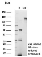 SDS-PAGE analysis of purified, BSA-free recombinant Allograft Inflammatory Factor 1 antibody (AIF1/8970R) as confirmation of integrity and purity.