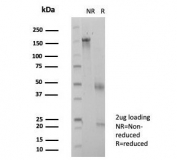 SDS-PAGE analysis of purified, BSA-free ZSCAN12 antibody (clone PCRP-ZSCAN12-1A9) as confirmation of integrity and purity.