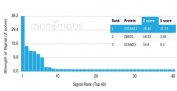 Analysis of a HuProt(TM) microarray containing more than 19,000 full-length human proteins using ZSCAN12 antibody (clone PCRP-ZSCAN12-1A9). Z- and S- Score: The Z-score represents the strength of a signal that a monoclonal antibody (in combination with a fluorescently-tagged anti-IgG secondary antibody) produces when binding to a particular protein on the HuProt(TM) array. Z-scores are described in units of standard deviations (SD's) above the mean value of all signals generated on that array. If targets on HuProt(TM) are arranged in descending order of the Z-score, the S-score is the difference (also in units of SD's) between the Z-score. S-score therefore represents the relative target specificity of a mAb to its intended target. A mAb is considered to specific to its intended target, if the mAb has an S-score of at least 2.5. For example, if a mAb binds to protein X with a Z-score of 43 and to protein Y with a Z-score of 14, then the S-score for the binding of that mAb to protein X is equal to 29.