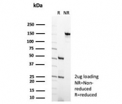 SDS-PAGE analysis of purified, BSA-free HLA-G antibody (clone HLAG/7750) as confirmation of integrity and purity.