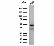 Western blot testing of human JEG3 cell lysate with HLA-G antibody (clone HLAG/7750). Expected molecular weight: 35-50 kDa depending on level of glycosylation.