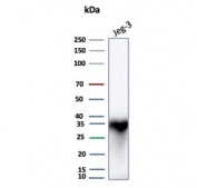 Western blot testing of human JEG3 cell lysate with HLA-G antibody (clone HLAG/8393R). Expected molecular weight: 35-50 kDa depending on level of glycosylation.