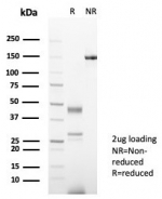 SDS-PAGE analysis of purified, BSA-free Secretagogin antibody (clone SCGN/7321) as confirmation of integrity and purity.