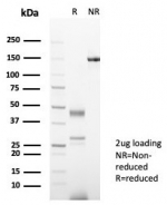 SDS-PAGE analysis of purified, BSA-free Secretagogin antibody (clone SCGN/7321) as confirmation of integrity and purity.