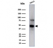 Western blot testing of human HeLa cell lysate with TFAP2A antibody (clone PCRP-TFAP2A-2C2). Predicted molecular weight ~47 kDa.