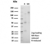 SDS-PAGE analysis of purified, BSA-free TFAP2A antibody (clone PCRP-TFAP2A-2C2) as confirmation of integrity and purity.