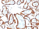 IHC staining of FFPE human placental tissue with HCG-alpha antibody (clone HCGa/7806R). HIER: boil tissue sections in pH 9 10mM Tris with 1mM EDTA for 20 min and allow to cool before testing.