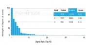 Analysis of a HuProt(TM) microarray containing more than 19,000 full-length human proteins using CD73 antibody (clone CD73/4679). Z- and S- Score: The Z-score represents the strength of a signal that a monoclonal antibody (in combination with a fluorescently-tagged anti-IgG secondary antibody) produces when binding to a particular protein on the HuProt(TM) array. Z-scores are described in units of standard deviations (SD's) above the mean value of all signals generated on that array. If targets on HuProt(TM) are arranged in descending order of the Z-score, the S-score is the difference (also in units of SD's) between the Z-score. S-score therefore represents the relative target specificity of a mAb to its intended target. A mAb is considered to specific to its intended target, if the mAb has an S-score of at least 2.5. For example, if a mAb binds to protein X with a Z-score of 43 and to protein Y with a Z-score of 14, then the S-score for the binding of that mAb to protein X is equal to 29.