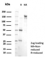 SDS-PAGE analysis of purified, BSA-free PRDM1 antibody (clone PCRP-PRDM1-2B9) as confirmation of integrity and purity.