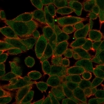 Immunofluorescent staining of PFA-fixed human HeLa cells with PRDM1 antibody (green, clone PCRP-PRDM1-2B9) and CF640R phalloidin (red).