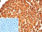 IHC staining of FFPE human pancreas tissue with Carboxypeptidase A1 antibody (clone rCPA1/8688). Inset: PBS used in place of primary Ab (secondary Ab negative control). HIER: boil tissue sections in pH 9 10mM Tris with 1mM EDTA for 20 min and allow to cool before testing.