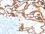 IHC staining of FFPE human placental tissue with Epidermal Growth Factor Receptor antibody (clone EGFR/8933R). HIER: boil tissue sections in pH 9 10mM Tris with 1mM EDTA for 20 min and allow to cool before testing.