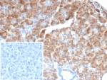 IHC staining of FFPE human pancreas tissue with IL-6 antibody (clone IL6/4642) at 2ug/ml. Inset: PBS used in place of primary Ab (secondary Ab negative control). HIER: boil tissue sections in pH 9 10mM Tris with 1mM EDTA for 20 min and allow to cool before testing.