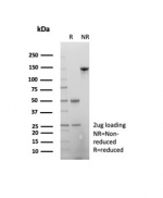 SDS-PAGE analysis of purified, BSA-free Beta Actin antibody (ACTB/2370) as confirmation of integrity and purity.