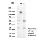 SDS-PAGE analysis of purified, BSA-free GTF2I antibody (clone PCRP-GTF2I-1A7) as confirmation of integrity and purity.