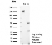 SDS-PAGE analysis of purified, BSA-free Paraoxonase 1 antibody (clone PON1/1351) as confirmation of integrity and purity.