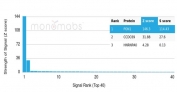 Analysis of a HuProt(TM) microarray containing more than 19,000 full-length human proteins using Paraoxonase 1 antibody (clone PON1/1351). Z- and S- Score: The Z-score represents the strength of a signal that a monoclonal antibody (in combination with a fluorescently-tagged anti-IgG secondary antibody) produces when binding to a particular protein on the HuProt(TM) array. Z-scores are described in units of standard deviations (SD's) above the mean value of all signals generated on that array. If targets on HuProt(TM) are arranged in descending order of the Z-score, the S-score is the difference (also in units of SD's) between the Z-score. S-score therefore represents the relative target specificity of a mAb to its intended target. A mAb is considered to specific to its intended target, if the mAb has an S-score of at least 2.5. For example, if a mAb binds to protein X with a Z-score of 43 and to protein Y with a Z-score of 14, then the S-score for the binding of that mAb to protein X is equal to 29.