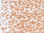 IHC staining of FFPE human liver tissue with Paraoxonase 1 antibody (clone PON1/1351). HIER: boil tissue sections in pH 9 10mM Tris with 1mM EDTA for 20 min and allow to cool before testing.