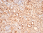 IHC staining of FFPE cat kidney with EPH Receptor B4 (EPHB4) antibody (clone EPHB4/6391). HIER: boil tissue sections in pH 9 10mM Tris with 1mM EDTA for 20 min and allow to cool before testing.