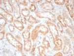 IHC staining of FFPE dog kidney tissue with EPH Receptor B4 antibody (clone EPHB4/6391). HIER: boil tissue sections in pH 9 10mM Tris with 1mM EDTA for 20 min and allow to cool before testing.