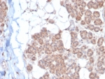 IHC staining of FFPE human salivary gland tissue with Ephrin type-B receptor 4 antibody (clone EPHB4/6393). HIER: boil tissue sections in pH 9 10mM Tris with 1mM EDTA for 20 min and allow to cool before testing.