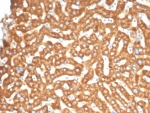 IHC staining of FFPE human liver tissue with Ephrin type-B receptor 4 antibody (clone EPHB4/6393). HIER: boil tissue sections in pH 9 10mM Tris with 1mM EDTA for 20 min and allow to cool before testing.