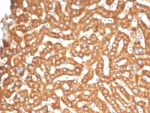 IHC staining of FFPE human liver tissue with Ephrin type-B receptor 4 antibody (clone EPHB4/6393). HIER: boil tissue sections in pH 9 10mM Tris with 1mM EDTA for 20 min and allow to cool before testing.