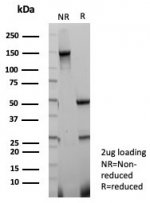 SDS-PAGE analysis of purified, BSA-free PAX4 antibody (clone PAX4/7598) as confirmation of integrity and purity.