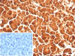 IHC staining of FFPE human pancreas tissue with Carboxypeptidase A1 antibody (clone rCPA1/8689). Inset: PBS used in place of primary Ab (secondary Ab negative control). HIER: boil tissue sections in pH 9 10mM Tris with 1mM EDTA for 20 min and allow to cool before testing.