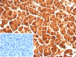IHC staining of FFPE human pancreas tissue with Carboxypeptidase A1 antibody (clone rCPA1/8689). Inset: PBS used in place of primary Ab (secondary Ab negative control). HIER: boil tissue sections in pH 9 10mM Tris with 1mM EDTA for 20 min and allow to cool before testing.