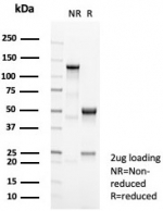 SDS-PAGE analysis of purified, BSA-free CPA1 antibody (clone CPA1/8289R) as confirmation of integrity and purity.