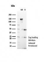 SDS-PAGE analysis of purified, BSA-free Prolactin-Induced Protein antibody (clone PIP/7477) as confirmation of integrity and purity.