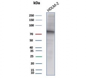 Western blot testing of human HDLM-2 cell lysate with EZH2 antibody (clone EZH2/7507). Predicted molecular weight: 85-95 kDa.