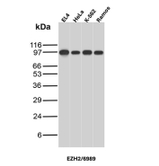 EZH2 Antibody Multi-Cell Line WB. Western blot analysis of 1) mouse EL4, 2) human HeLa, 3) human K-562, and 4) human Ramos cell lysates using EZH2 antibody detects a prominent band at approximately 90â100 kDa across multiple cell lines, consistent with the commonly observed molecular weight range of EZH2, a PRC2-associated histone methyltransferase involved in epigenetic regulation and transcriptional repression; detection was performed with clone EZH2/6989.