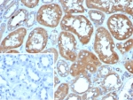 IHC staining of FFPE human kidney. DBC2 antibody (clone DBC2/4570). Inset: PBS used in place of primary Ab (secondary Ab negative control). HIER: boil tissue sections in pH 9 10mM Tris with 1mM EDTA for 20 min and allow to cool before testing.