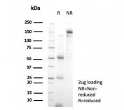 SDS-PAGE analysis of purified, BSA-free GATA4 antibody (clone PCRP-GATA4-1A7) as confirmation of integrity and purity.