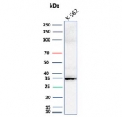 Western blot testing of human K562 cell lysate with Carbonic Anhydrase VIII antibody.