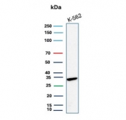 Western blot testing of human K562 cell lysate with CA8 antibody.