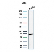 SDS-PAGE analysis of purified, BSA-free CA8 antibody (clone rCA8/8835) as confirmation of integrity and purity.