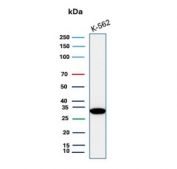 Western blot testing of human K562 cell lysate with Carbonic Anhydrase VIII antibody.