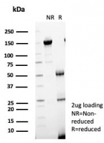 SDS-PAGE analysis of purified, BSA-free Interleukin-7 antibody (clone IL7/4269) as confirmation of integrity and purity.