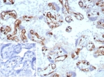 IHC staining of FFPE human placental tissue with FABP4 antibody (clone rFABP4/8536) at 2ug/ml. Inset: PBS used in place of primary Ab (secondary Ab negative control). HIER: boil tissue sections in pH 9 10mM Tris with 1mM EDTA for 20 min and allow to cool before testing.