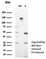 SDS-PAGE analysis of purified, BSA-free CA3 antibody (clone CA3/7885) as confirmation of integrity and purity.