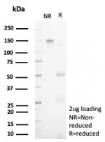 SDS-PAGE analysis of purified, BSA-free N-terminal EF-hand calcium binding protein 1 antibody (clone NECAB1/7676) as confirmation of integrity and purity.