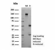 SDS-PAGE analysis of purified, BSA-free NECAB1 antibody (clone NECAB1/7677) as confirmation of integrity and purity.