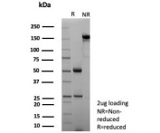 SDS-PAGE analysis of purified, BSA-free NECAB1 antibody (clone NECAB1/7680) as confirmation of integrity and purity.