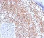 IHC staining of FFPE human tonsil tissue with c-Myc antibody (clone MYC/7854R). Inset: PBS used in place of primary Ab (secondary Ab negative control). HIER: boil tissue sections in pH 9 10mM Tris with 1mM EDTA for 20 min and allow to cool before testing.