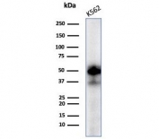 Western blot testing of human K562 cell lysate with c-Myc antibody (clone MYC/7854R). Theoretical molecular weight: ~50 kDa but routinely observed at 50~70 kDa.